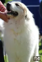 Chien de Montagne des Pyrénées male Top Gun de la Plaine d'Astrée