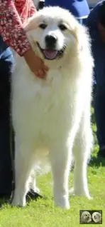 Chien de Montagne des Pyrénées male Top Gun de la Plaine d'Astrée