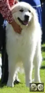 Chien de Montagne des Pyrénées male Top Gun de la Plaine d'Astrée