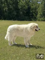 Chien de Montagne des Pyrénées male Top Gun de la Plaine d'Astrée