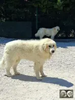 Chien de Montagne des Pyrénées male Top Gun de la Plaine d'Astrée
