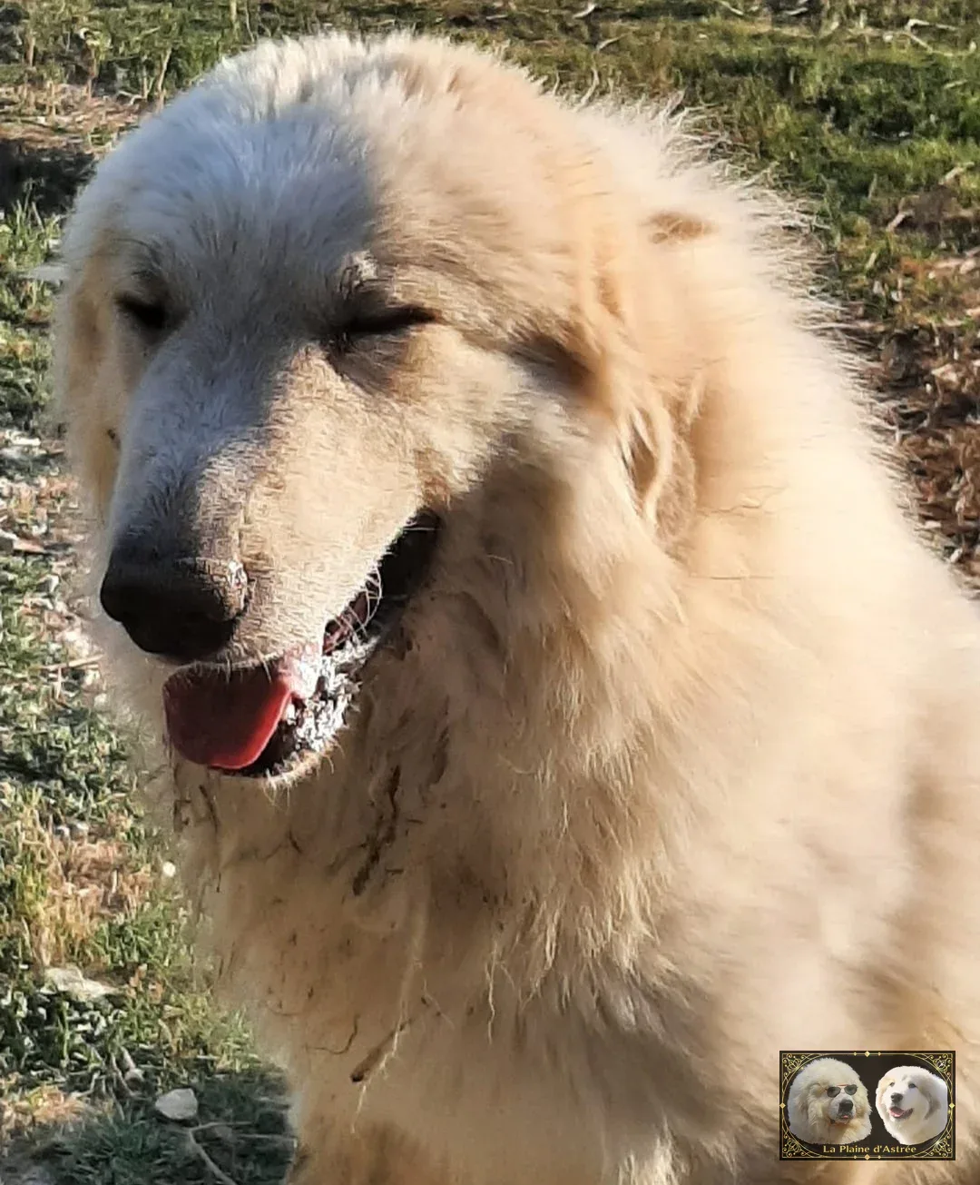 Chien de Montagne des Pyrénées - Tornade de la Plaine d'Astrée