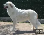 Toundra de la Plaine d'Astrée - Chien de Montagne des Pyrénées