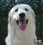 Toundra de la Plaine d'Astrée - Chien de Montagne des Pyrénées