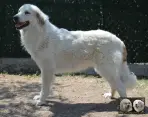 Toundra de la Plaine d'Astrée - Chien de Montagne des Pyrénées