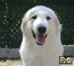 Toundra de la Plaine d'Astrée - Chien de Montagne des Pyrénées