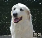 Toundra de la Plaine d'Astrée - Chien de Montagne des Pyrénées