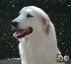 Toundra de la Plaine d'Astrée - Chien de Montagne des Pyrénées
