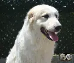 Toundra de la Plaine d'Astrée - Chien de Montagne des Pyrénées