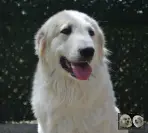 Toundra de la Plaine d'Astrée - Chien de Montagne des Pyrénées