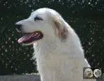 Toundra de la Plaine d'Astrée - Chien de Montagne des Pyrénées