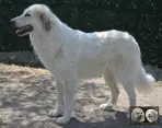 Toundra de la Plaine d'Astrée - Chien de Montagne des Pyrénées