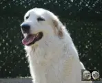 Toundra de la Plaine d'Astrée - Chien de Montagne des Pyrénées