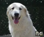 Toundra de la Plaine d'Astrée - Chien de Montagne des Pyrénées
