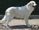 Toundra de la Plaine d'Astrée - Chien de Montagne des Pyrénées