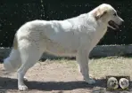 Toundra de la Plaine d'Astrée - Chien de Montagne des Pyrénées