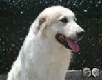Toundra de la Plaine d'Astrée - Chien de Montagne des Pyrénées