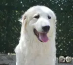 Toundra de la Plaine d'Astrée - Chien de Montagne des Pyrénées