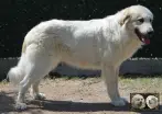 Toundra de la Plaine d'Astrée - Chien de Montagne des Pyrénées