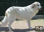 Toundra de la Plaine d'Astrée - Chien de Montagne des Pyrénées