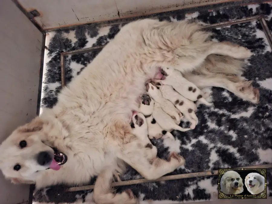 Les chiots de Tourmaline âgés de 48 heures