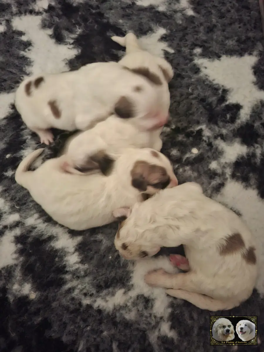 Les 4 Oursons Males de Tourmaline âgés de 48 heures