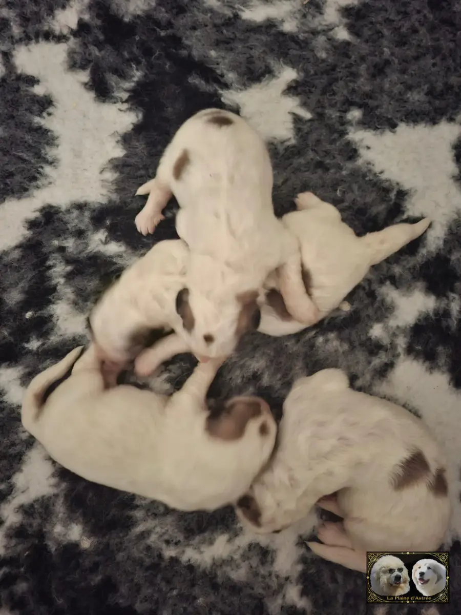 Les 4 Oursons Males de Tourmaline âgés de 48 heures