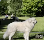 Chien de Montagne des Pyrénées - Urban le Roi de la Plaine d'Astrée