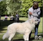 Chien de Montagne des Pyrénées - Urban le Roi de la Plaine d'Astrée