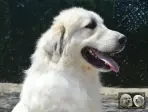 Chien de Montagne des Pyrénées - Urban le Roi de la Plaine d'Astrée