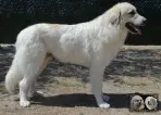 Chien de Montagne des Pyrénées - Urban le Roi de la Plaine d'Astrée