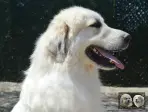 Chien de Montagne des Pyrénées - Urban le Roi de la Plaine d'Astrée