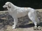 Chien de Montagne des Pyrénées - Urban le Roi de la Plaine d'Astrée