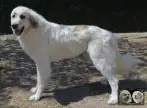 Chien de Montagne des Pyrénées - Urban le Roi de la Plaine d'Astrée