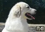 Chien de Montagne des Pyrénées - Urban le Roi de la Plaine d'Astrée