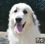 Chien de Montagne des Pyrénées - Urban le Roi de la Plaine d'Astrée