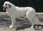 Chien de Montagne des Pyrénées - Urban le Roi de la Plaine d'Astrée