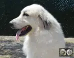 Chien de Montagne des Pyrénées - Urban le Roi de la Plaine d'Astrée