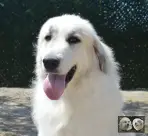 Chien de Montagne des Pyrénées - Urban le Roi de la Plaine d'Astrée
