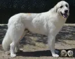 Chien de Montagne des Pyrénées - Urban le Roi de la Plaine d'Astrée