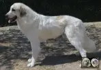 Chien de Montagne des Pyrénées - Urban le Roi de la Plaine d'Astrée
