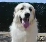Chien de Montagne des Pyrénées - Urban le Roi de la Plaine d'Astrée
