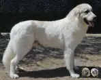 Chien de Montagne des Pyrénées - Urban le Roi de la Plaine d'Astrée