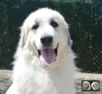 Chien de Montagne des Pyrénées - Urban le Roi de la Plaine d'Astrée