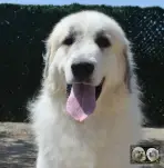 Chien de Montagne des Pyrénées - Urban le Roi de la Plaine d'Astrée