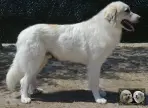 Chien de Montagne des Pyrénées - Urban le Roi de la Plaine d'Astrée