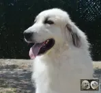 Chien de Montagne des Pyrénées - Urban le Roi de la Plaine d'Astrée