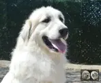 Chien de Montagne des Pyrénées - Urban le Roi de la Plaine d'Astrée