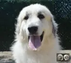 Chien de Montagne des Pyrénées - Urban le Roi de la Plaine d'Astrée