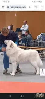Chien Patou en exposition Urfée-Royale de la Plaine d'Astrée